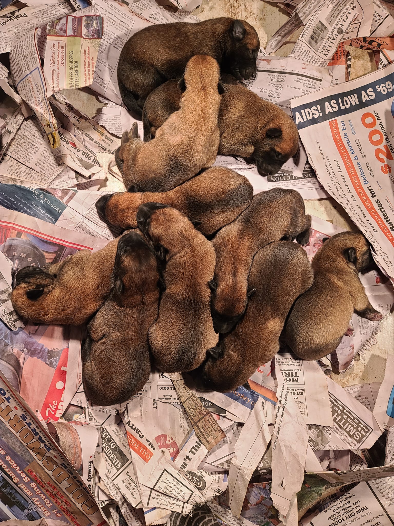 SQUIBB x CISCO puppies