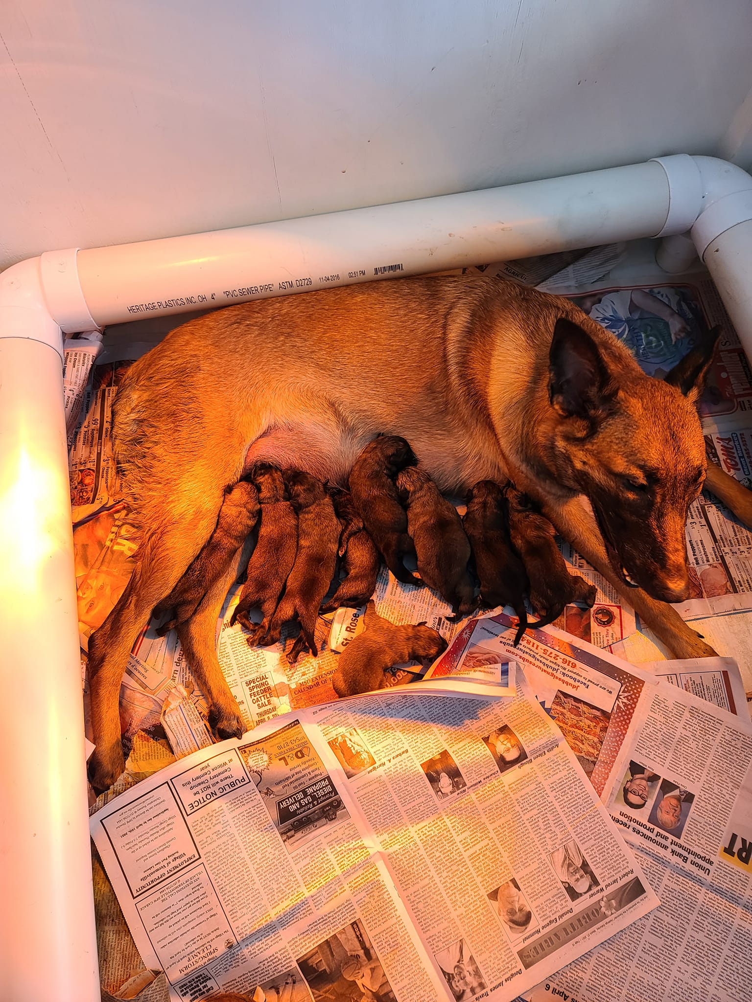 SQUIBB caring for puppies